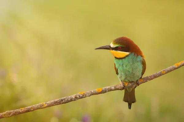 Kleine vogel neergestreken op tak — Stockfoto