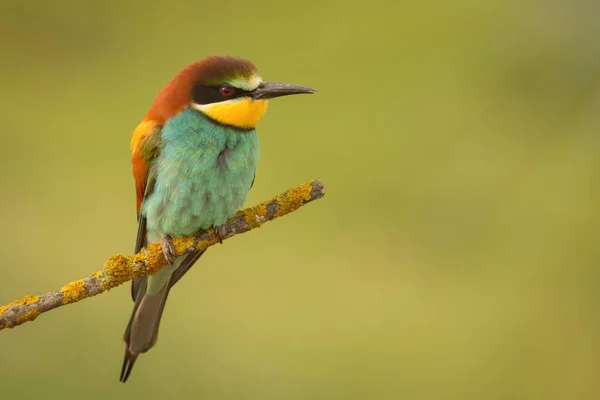 Kleiner Vogel auf Ast gehockt — Stockfoto