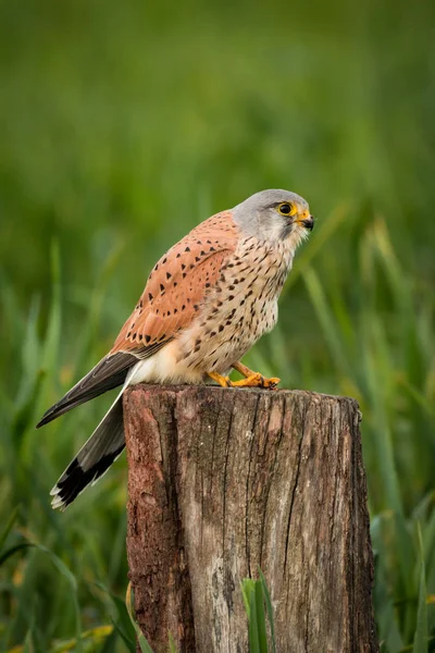 Beautiful falcon on trunk — Stock Photo, Image