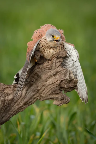 Mooie Valk op stam — Stockfoto