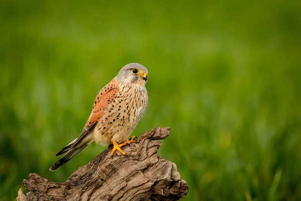 Mooie Valk op stam — Stockfoto