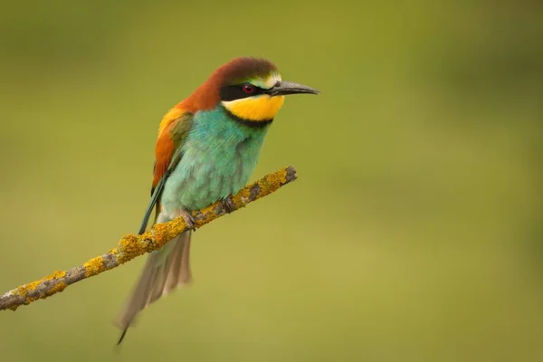 Kleiner Vogel auf Ast gehockt — Stockfoto