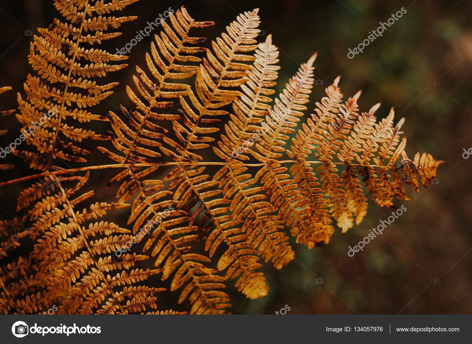 Brown leaf of fern Stock Photo by ©Gelpi 134057976