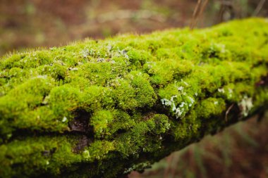 Yosun dolu ağaç gövdesi 