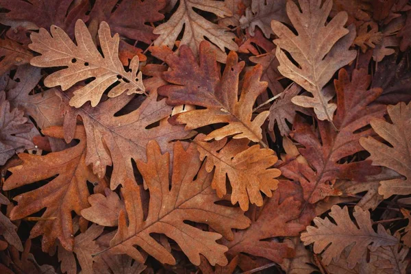 Muster gefallener Blätter — Stockfoto