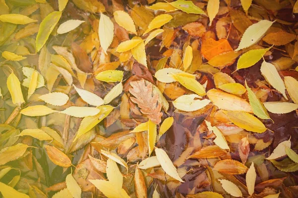 Muster gefallener Blätter — Stockfoto