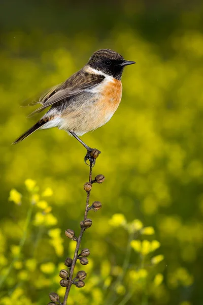 Vogel auf schlankem Ast — Stockfoto