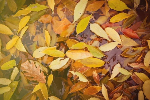 Fallen leaves pattern — Stock Photo, Image