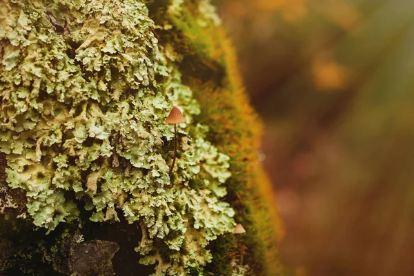 Tronco de madeira com musgo verde — Fotografia de Stock