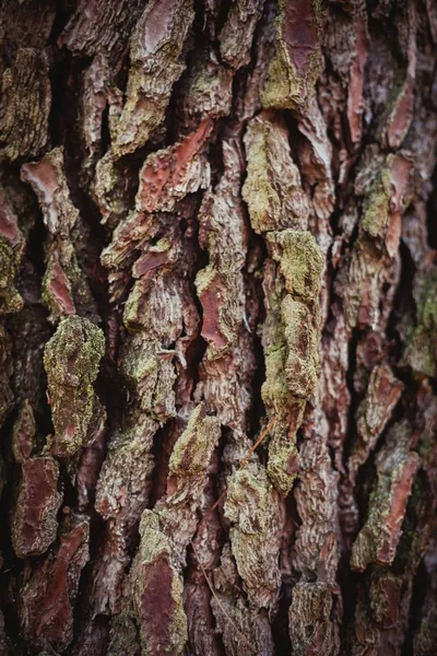 Texture du tronc en bois — Photo