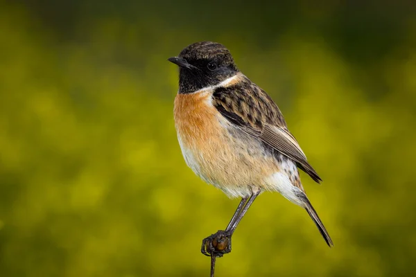 Pájaro en rama delgada — Foto de Stock