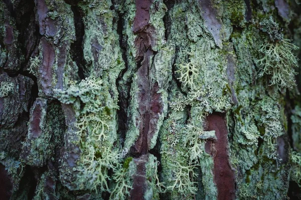 Tekstura pnia drzewa — Zdjęcie stockowe
