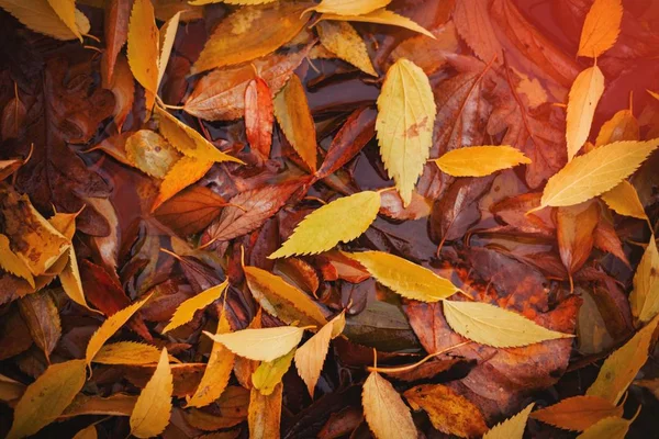 Fallen leaves pattern — Stock Photo, Image