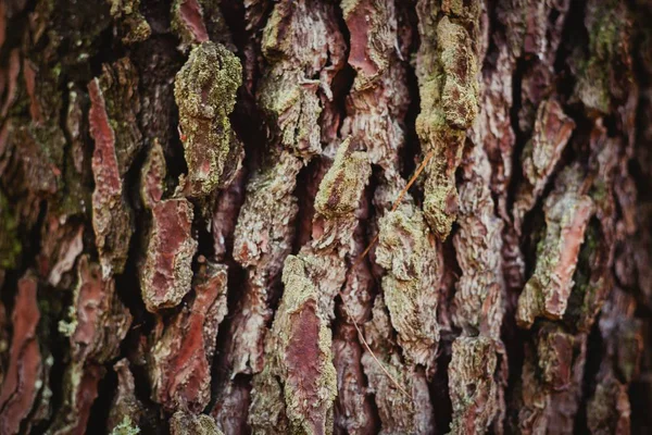 Tekstura pnia drzewa — Zdjęcie stockowe