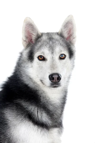 Siberiano Husky cão — Fotografia de Stock