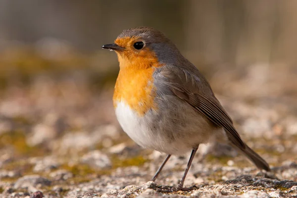 Pretty little bird with orange plumage — Stock Photo, Image