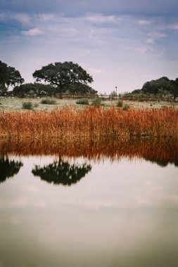 meşe ağaçları suya yansıyan