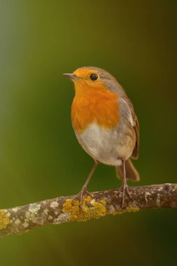 Oldukça küçük kuş