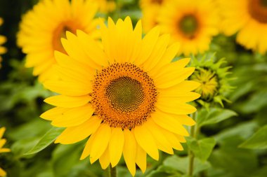 Çok sarı ayçiçeği