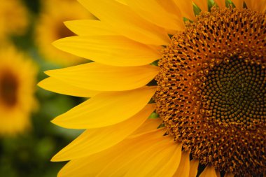 Çok sarı ayçiçeği