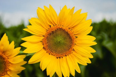 Çok sarı ayçiçeği