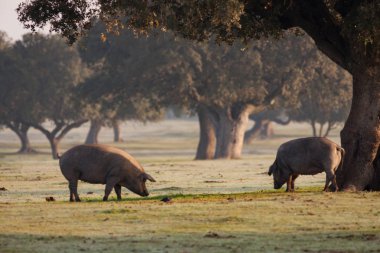 Iberian pigs grazing in meadow clipart