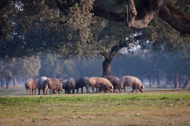 İber domuz çayırda otlatma