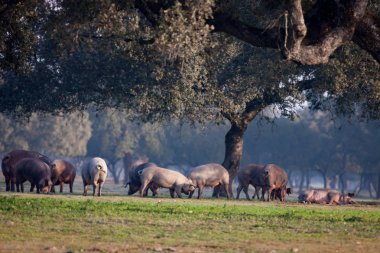 Iberian pigs grazing in meadow clipart