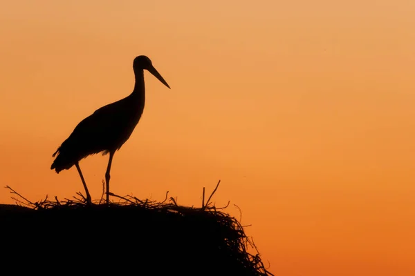 Silhouette of stork in nest — Stock Photo, Image