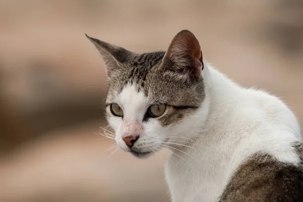 Lindo gato callejero — Foto de Stock