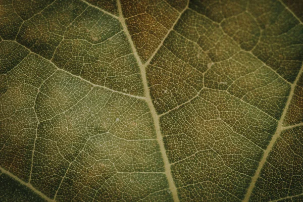 Makroaufnahme des grünen Blattes — Stockfoto