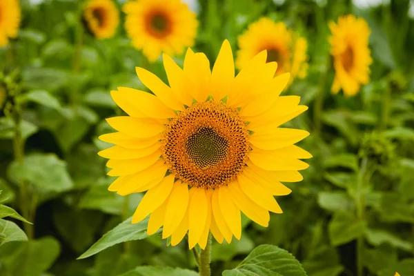 Hübsche gelbe Sonnenblumen — Stockfoto