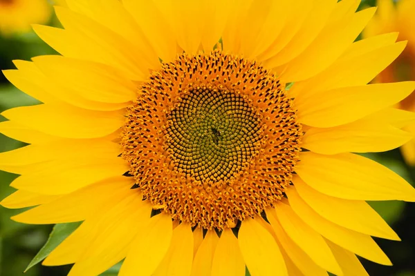 Ładny żółty słonecznik — Zdjęcie stockowe
