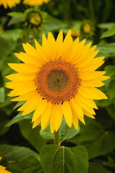 Pěkně žluté slunečnice — Stock fotografie