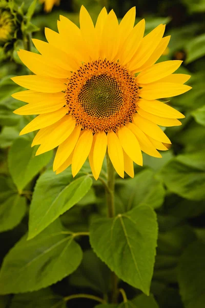 Hübsche gelbe Sonnenblume — Stockfoto