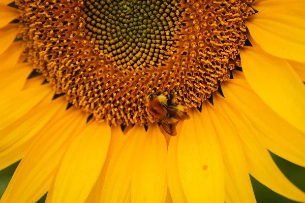 Pěkně žluté slunečnice s bee — Stock fotografie