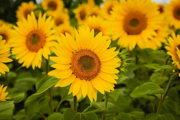 Pretty yellow sunflowers — Stock Photo, Image