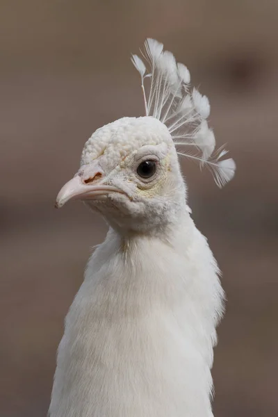 Beautiful white peacock — Stock Photo, Image