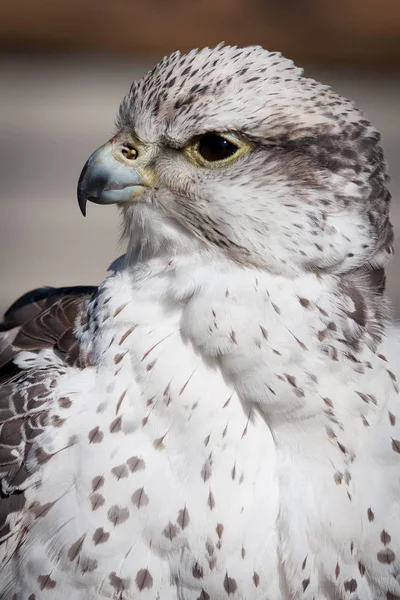 Vackra profil Hawk — Stockfoto