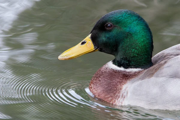 Beautiful duck swimming — Stock Photo, Image