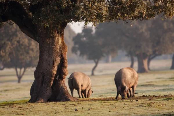 Porcs ibériques pâturant dans la prairie — Photo