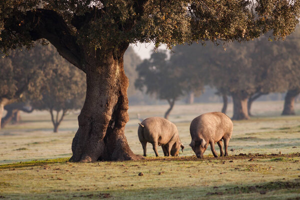Iberian pigs grazing in meadow