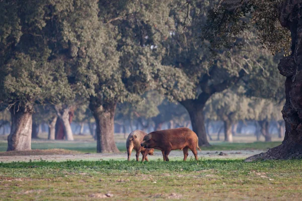 Porcs ibériques pâturant dans la prairie — Photo