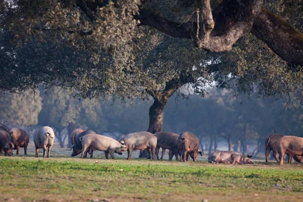 Иберийские свиньи пасутся на лугу — стоковое фото