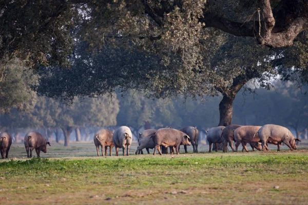 Suínos ibéricos pastando no prado — Fotografia de Stock