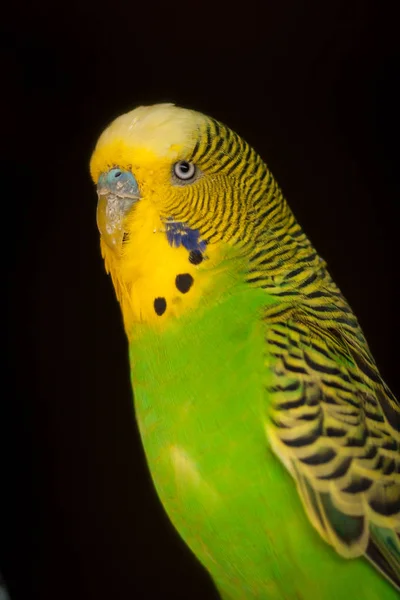 Green and yellow parakeet — Stock Photo, Image