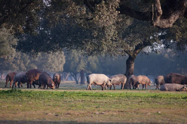Iberische varkens grazen in de weide — Stockfoto