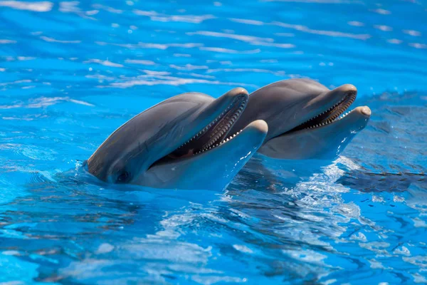 Кумедні дельфіни в басейні — стокове фото