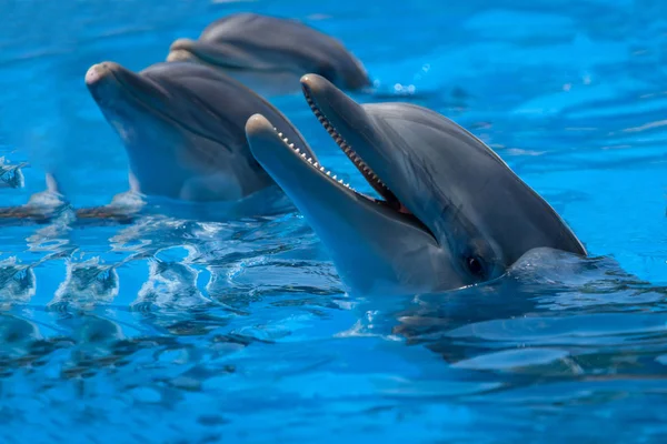 Смешные дельфины в бассейне — стоковое фото