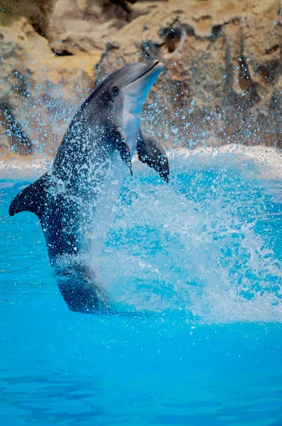 Salto divertido delfín — Foto de Stock